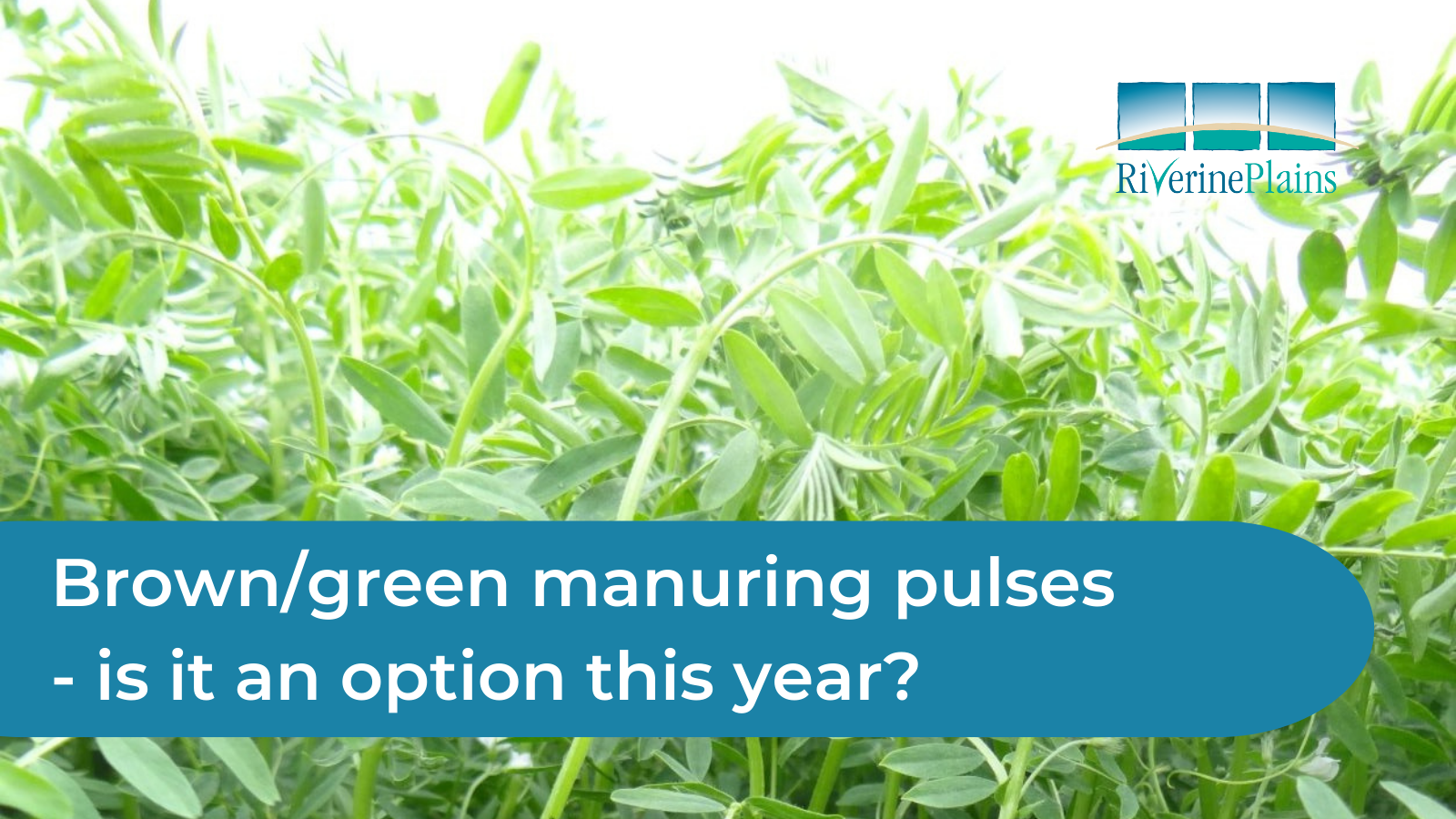 Brown/green manuring pulses - is it an option for your crop this spring?