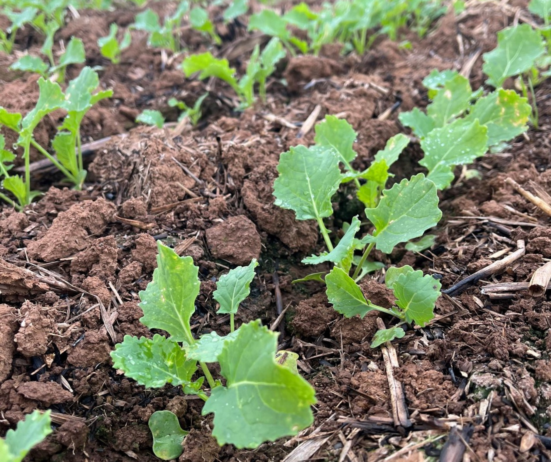 Slugs are again making their presence known across the Riverine Plains, especially in canola.